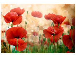4-piece-canvas-print-the-poppy