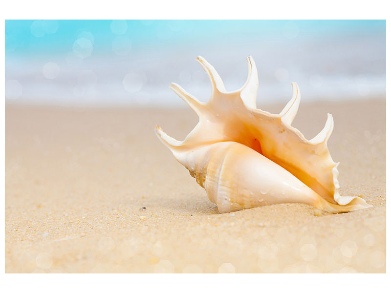 4-piece-canvas-print-the-shell-on-the-beach
