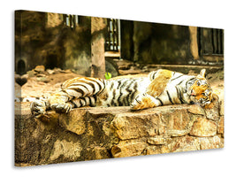 panoramic-3-piece-canvas-print-the-siberian-tiger