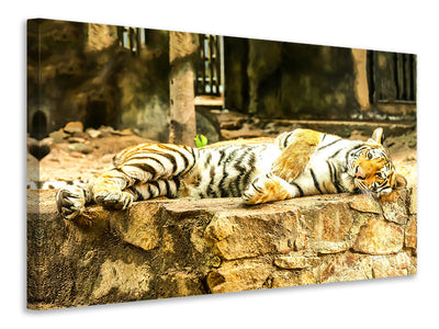 3-piece-canvas-print-the-siberian-tiger