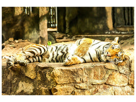 panoramic-3-piece-canvas-print-the-siberian-tiger