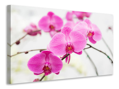 3-piece-canvas-print-the-symbol-of-orchid