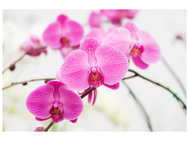 5-piece-canvas-print-the-symbol-of-orchid