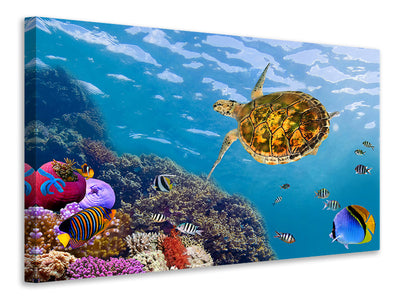 modern-3-piece-canvas-print-the-turtle