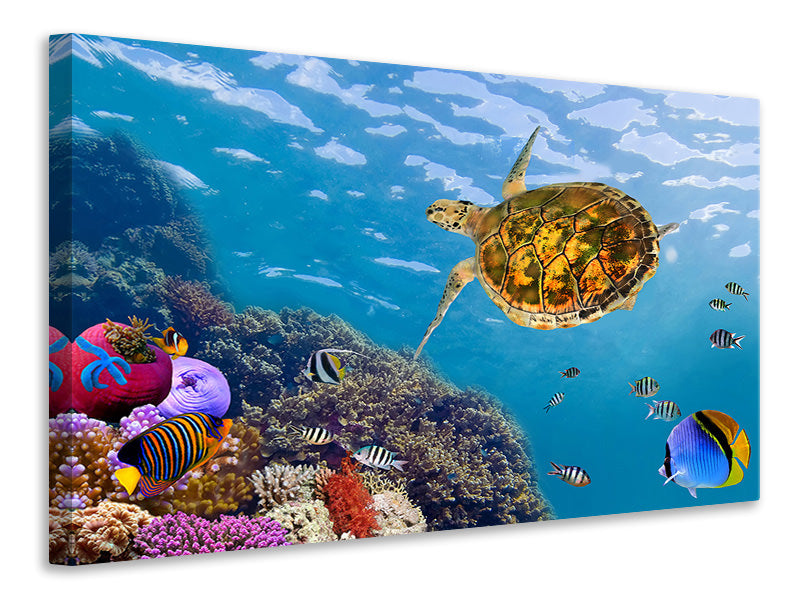 5-piece-canvas-print-the-turtle