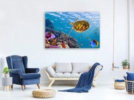 4-piece-canvas-print-the-turtle