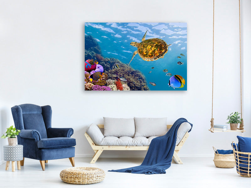 4-piece-canvas-print-the-turtle