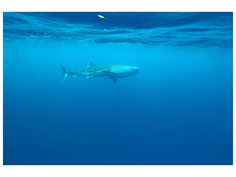 modern-4-piece-canvas-print-the-whale-shark