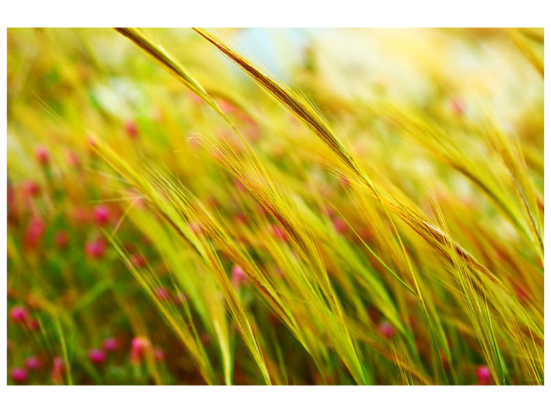 panoramic-canvas-print-the-wheat-field