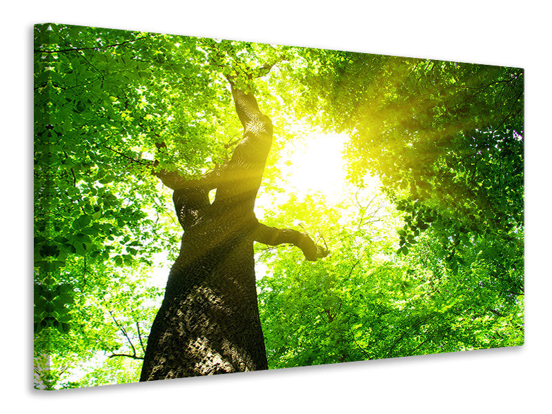 panoramic-3-piece-canvas-print-tree