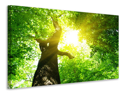 panoramic-3-piece-canvas-print-tree