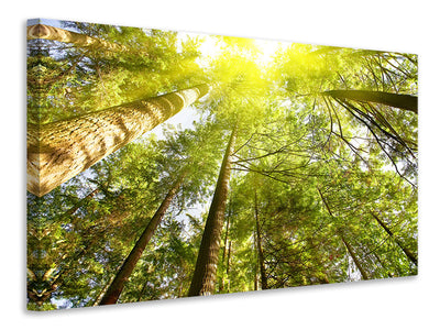 modern-3-piece-canvas-print-treetops-in-the-sun