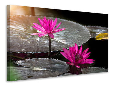 3-piece-canvas-print-water-lily-in-the-morning-dew