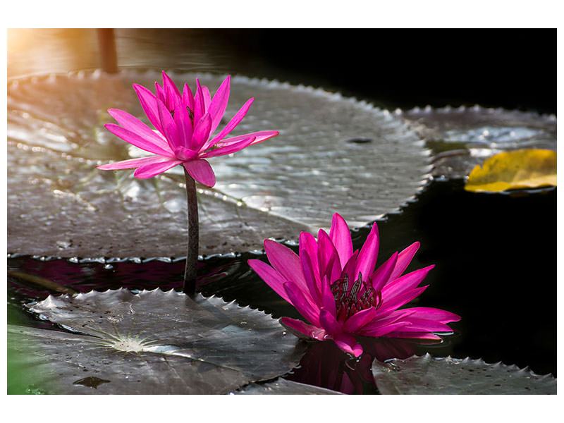 5-piece-canvas-print-water-lily-in-the-morning-dew