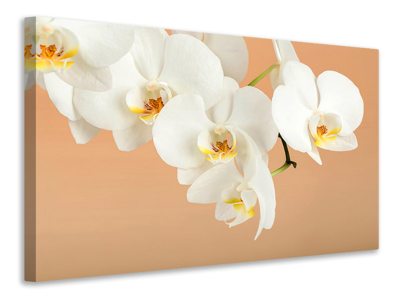 4-piece-canvas-print-white-orchid-flowers