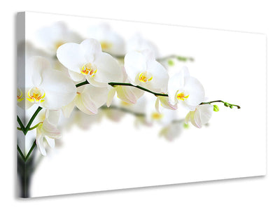 3-piece-canvas-print-white-orchids
