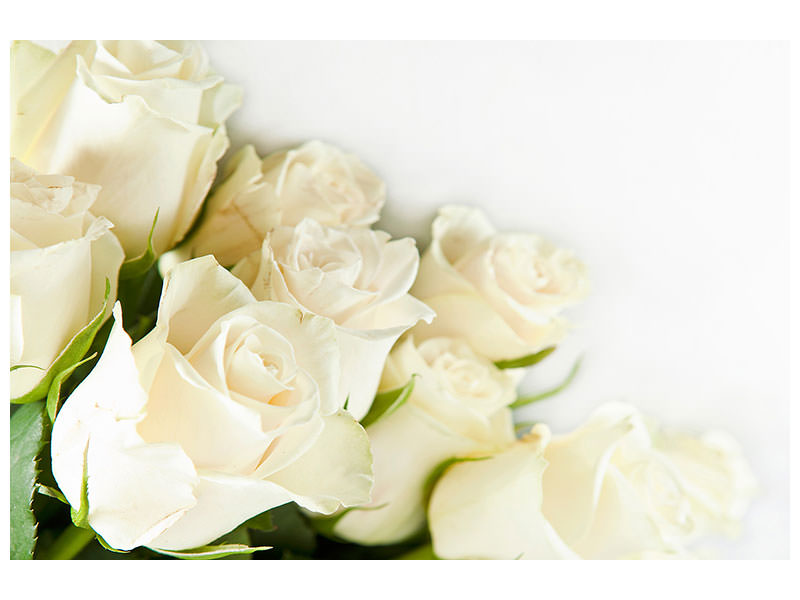 modern-3-piece-canvas-print-white-roses