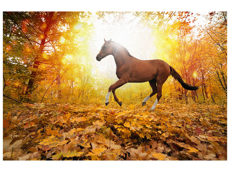 4-piece-canvas-print-whole-blood-in-autumn-forest