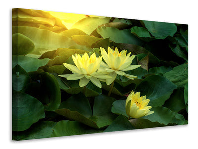 modern-4-piece-canvas-print-wild-lotus
