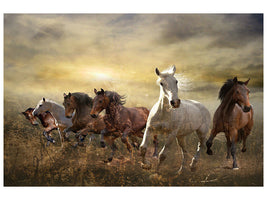 5-piece-canvas-print-wild-wild-horses