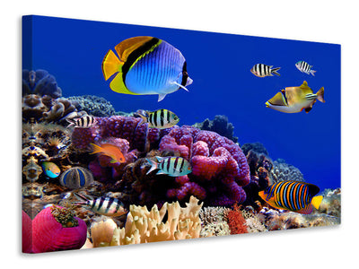 3-piece-canvas-print-world-of-fish