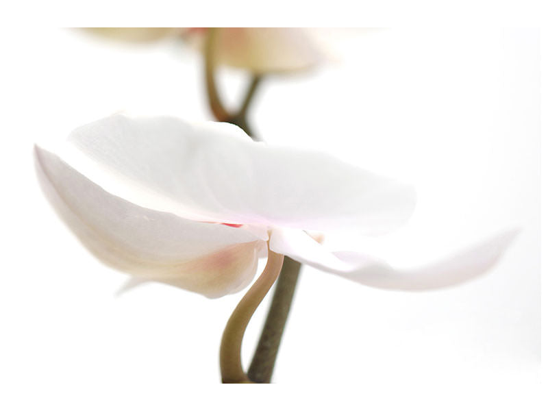 panoramic-canvas-print-xxl-orchid-flower