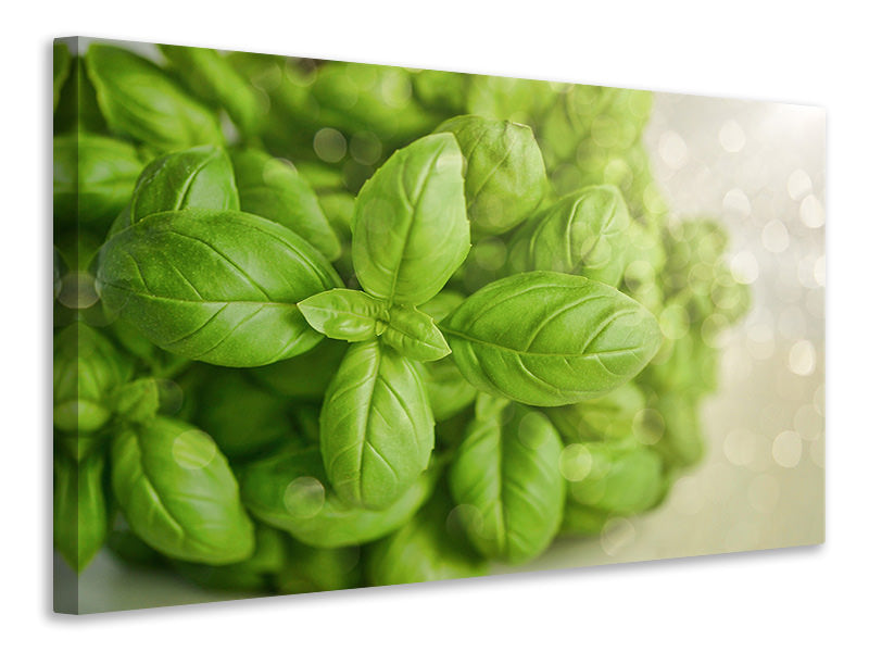 panoramic-3-piece-canvas-print-a-bouquet-of-basil