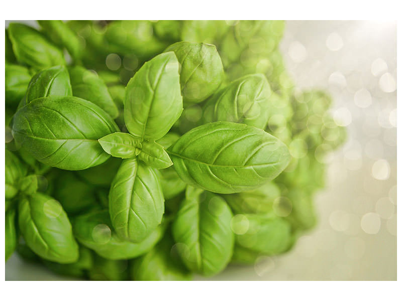 panoramic-3-piece-canvas-print-a-bouquet-of-basil