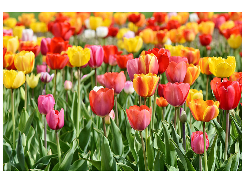5-piece-canvas-print-a-colorful-tulip-field