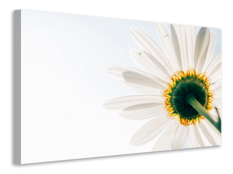 modern-3-piece-canvas-print-a-daisy