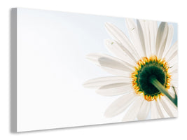 5-piece-canvas-print-a-daisy