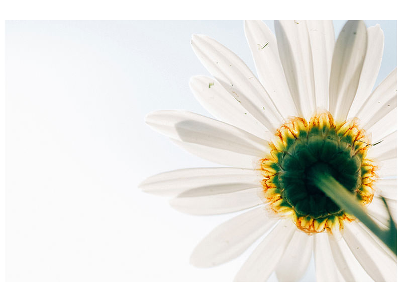 5-piece-canvas-print-a-daisy