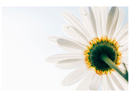4-piece-canvas-print-a-daisy