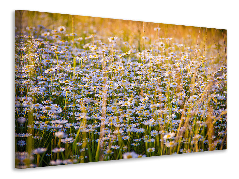 modern-3-piece-canvas-print-a-field-full-of-camomile