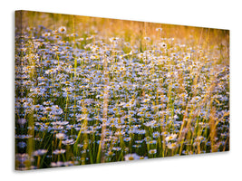 5-piece-canvas-print-a-field-full-of-camomile