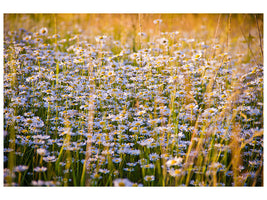 modern-4-piece-canvas-print-a-field-full-of-camomile