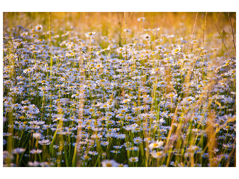 modern-4-piece-canvas-print-a-field-full-of-camomile