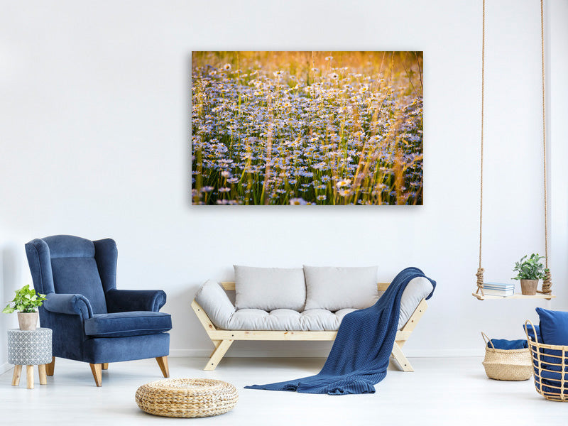 panoramic-3-piece-canvas-print-a-field-full-of-camomile