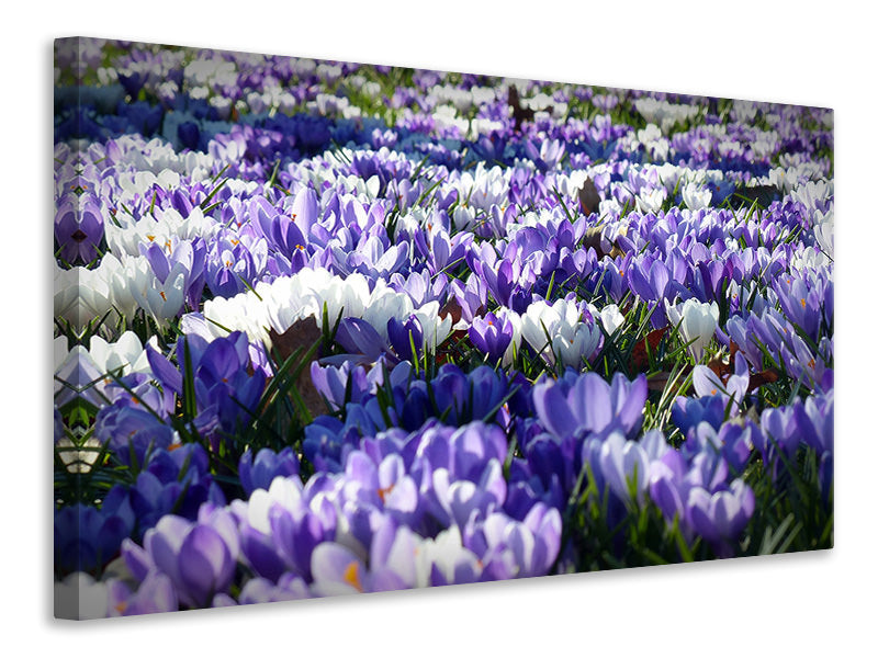 3-piece-canvas-print-a-field-full-of-crocuses