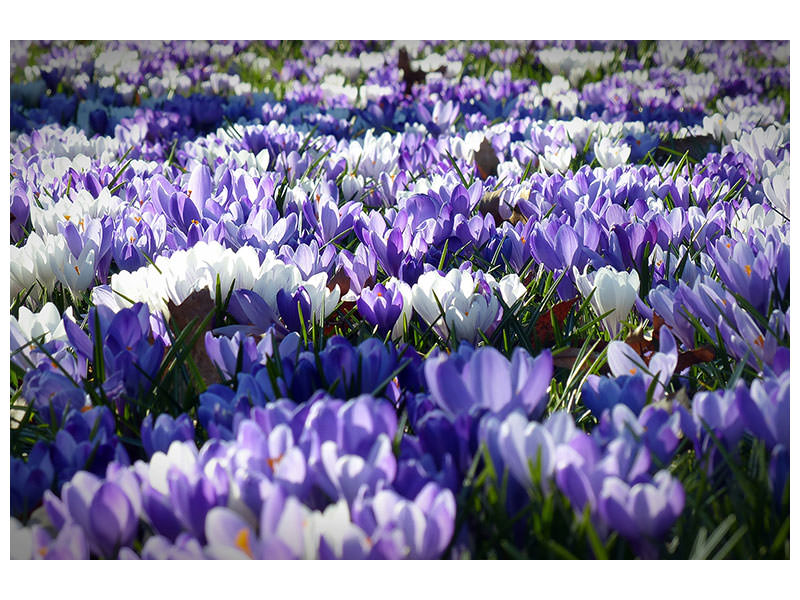 panoramic-3-piece-canvas-print-a-field-full-of-crocuses