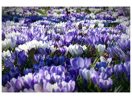 4-piece-canvas-print-a-field-full-of-crocuses