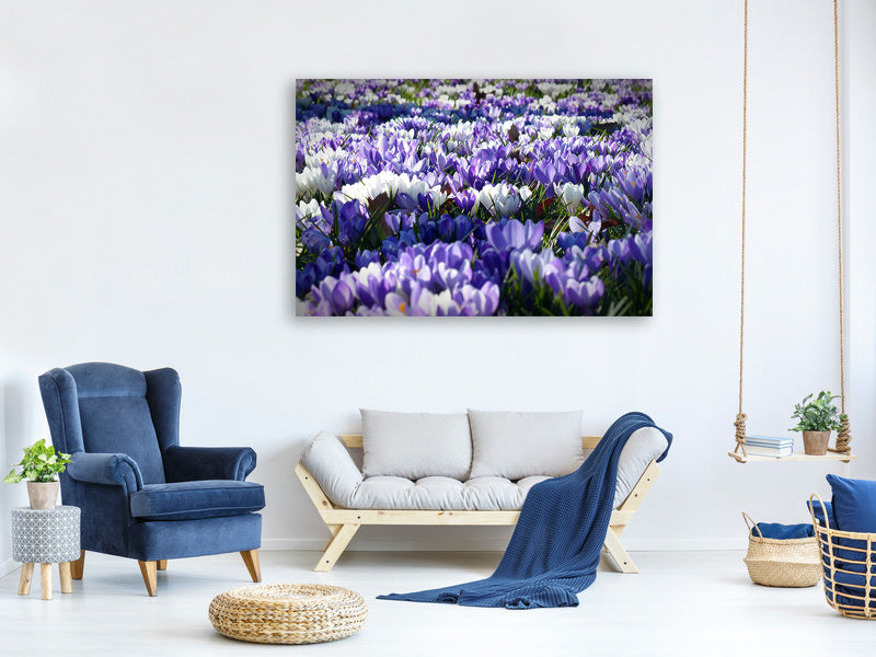 modern-3-piece-canvas-print-a-field-full-of-crocuses