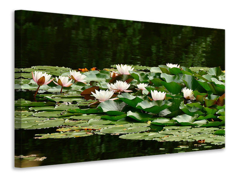 panoramic-canvas-print-a-field-full-of-water-lilies