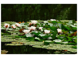 panoramic-canvas-print-a-field-full-of-water-lilies