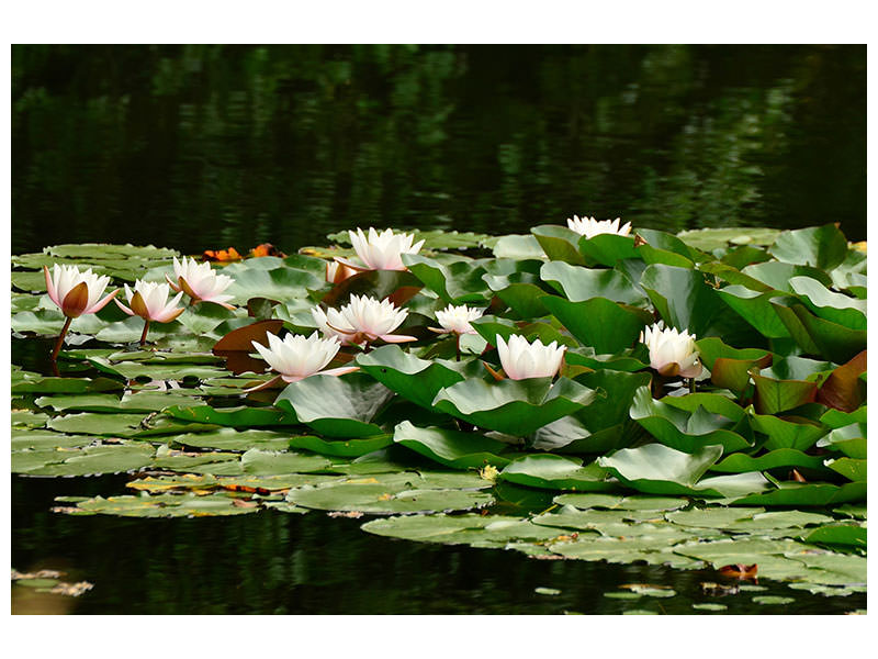 3-piece-canvas-print-a-field-full-of-water-lilies