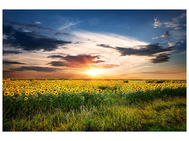 5-piece-canvas-print-a-field-of-sunflowers
