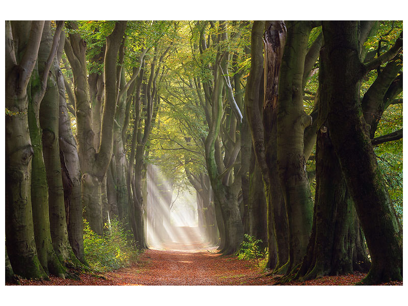 modern-3-piece-canvas-print-a-glorious-day