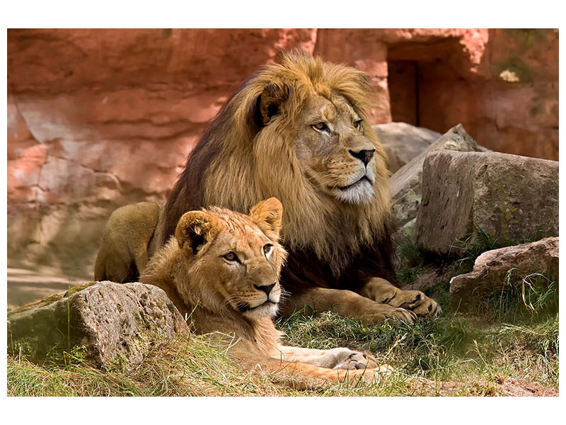 3-piece-canvas-print-a-lion-couple