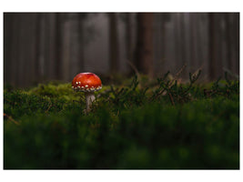 panoramic-3-piece-canvas-print-a-mushroom-in-the-forest