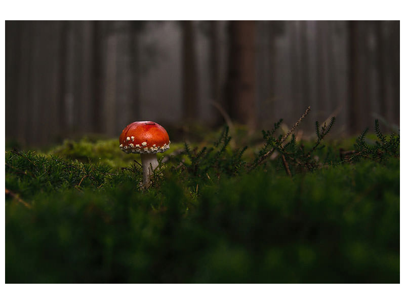 panoramic-canvas-print-a-mushroom-in-the-forest